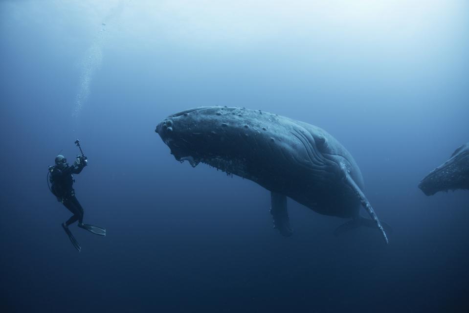 Underwater view of diver photographing humpback whale, Revillagigedo Islands, Colima, Mexico. 100ft under surface