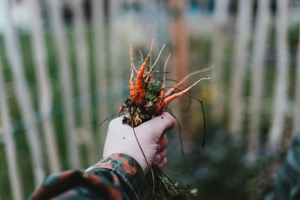 Handful of carrots from the garden