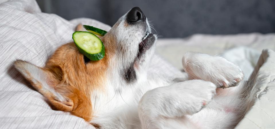 Cute red and white corgi lays on the bed with eye masks from real cucumber chips. Head on the pillow, covered by blanket, paw up.