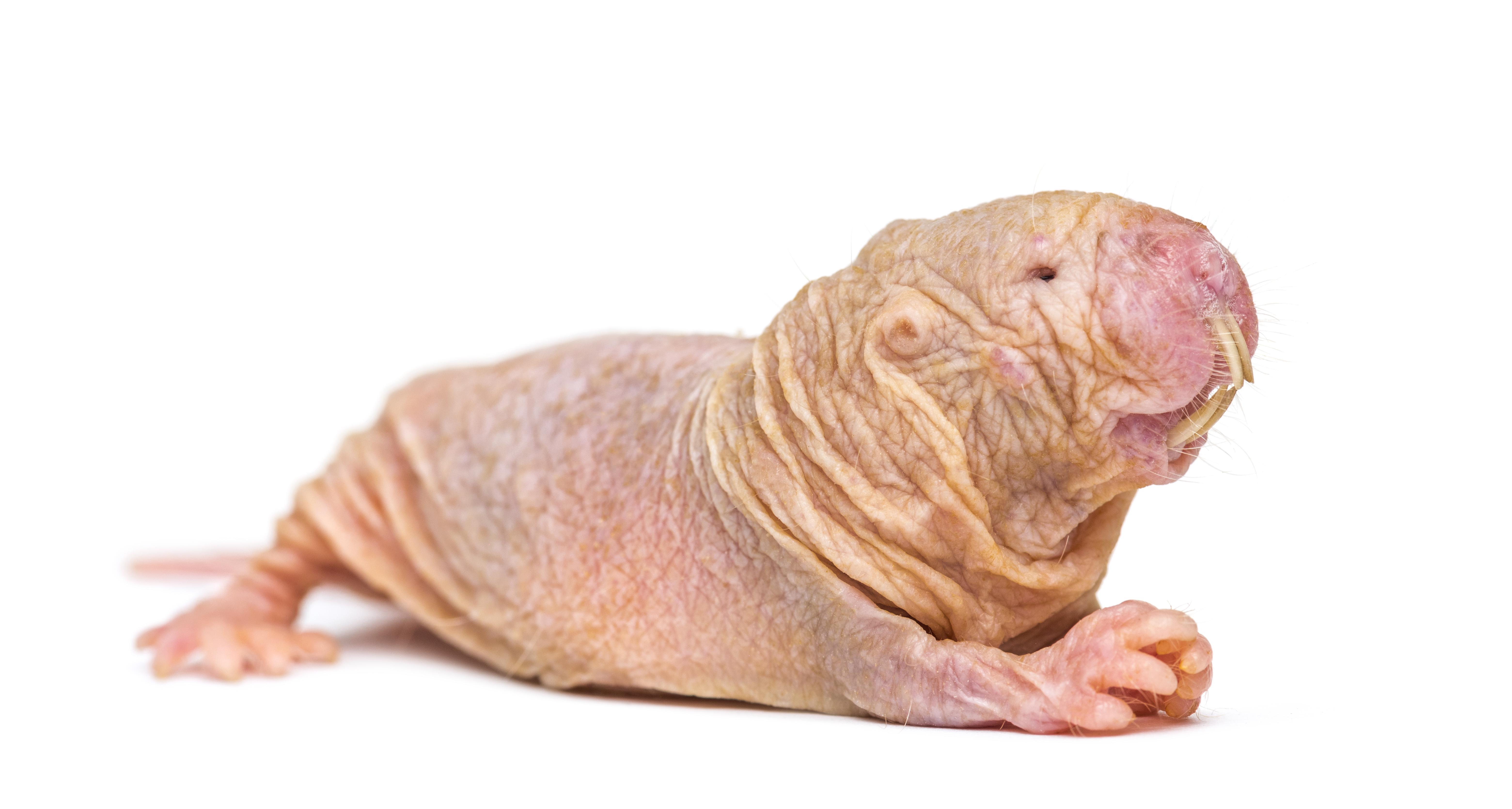 mole rat with hair
