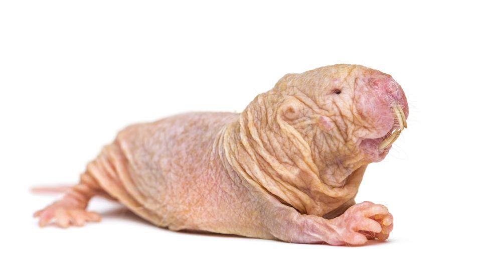 Mole Rats Have More Luck Being Partially Deaf Than Fully Hearing. Blame (Or Credit) Evolution.