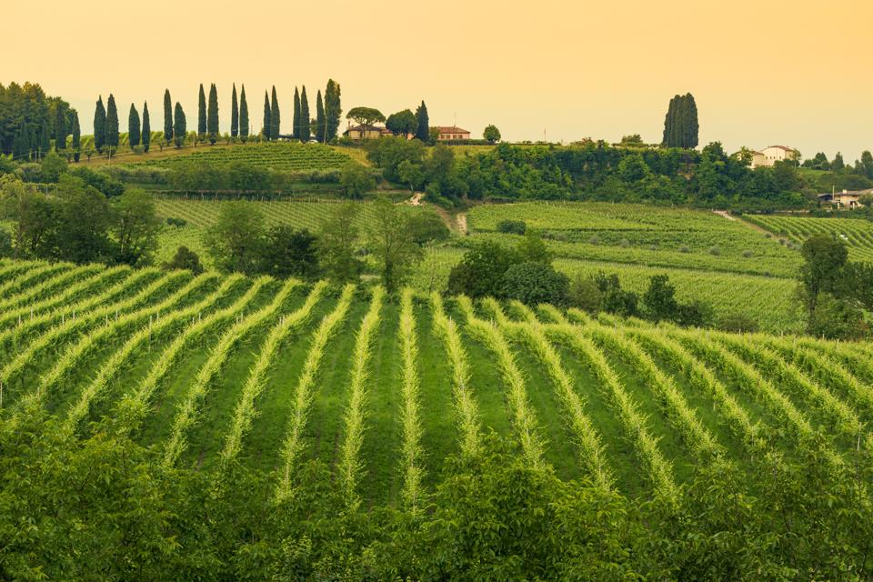 The Prosecco Hills in Conegliano/Veneto