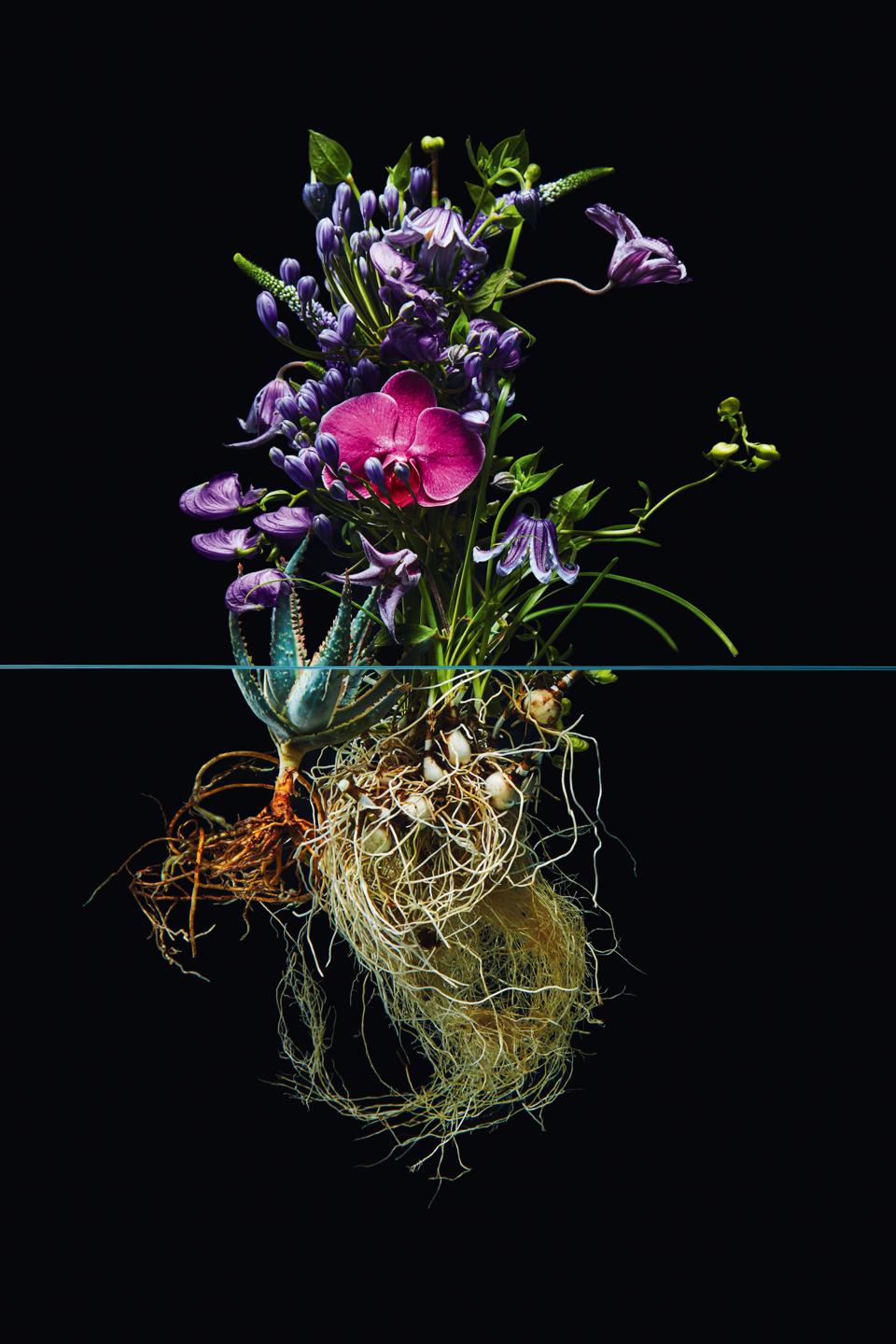 Phaidon