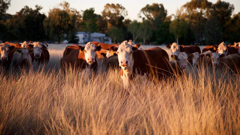 Regenerative farming practices, like rotating cattle to new fields, can restore carbon and water absorption to depleted soils.