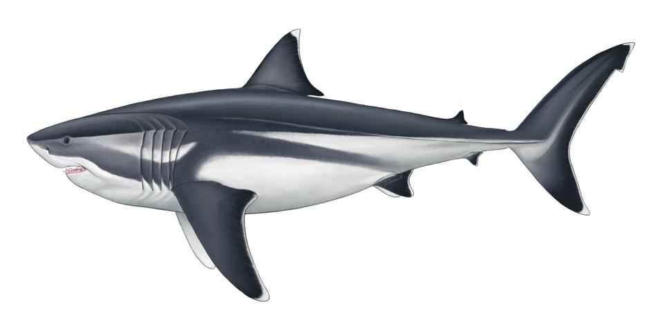 Measuring Megalodon: Scientists Find Out How Large This Shark Once Was
