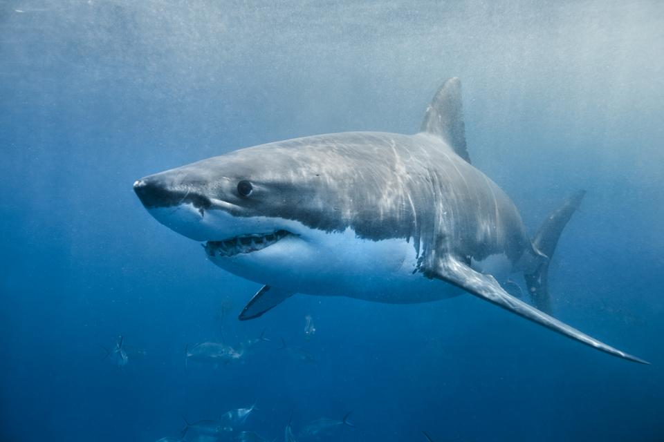 A great white shark swimming with a slight smile on its face just below the surface.