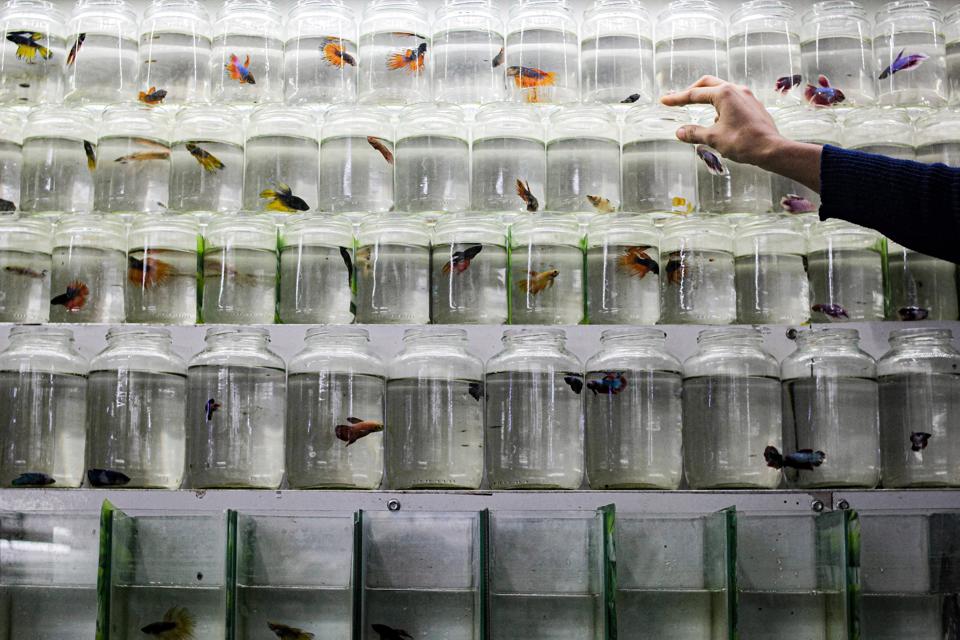 Betta Fish Sales Increase