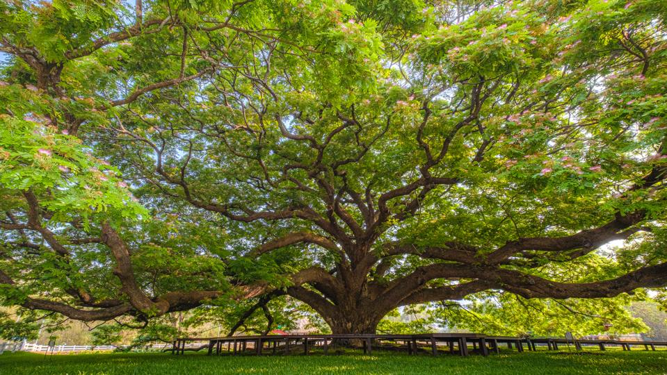 Low angle view of Sunny Canopy of a Huge Tree