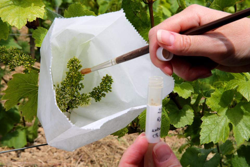 FRANCE-AGRICULTURE-CLIMATE-CHANGE-CHAMPAGNE