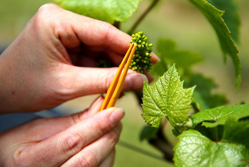 FRANCE-AGRICULTURE-CLIMATE-CHANGE-CHAMPAGNE