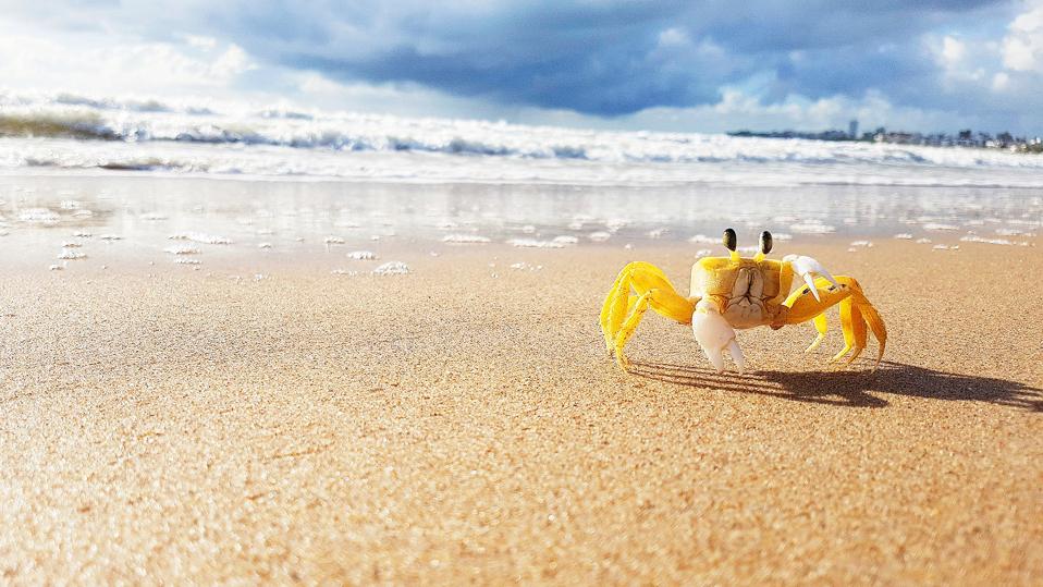little yellow crab