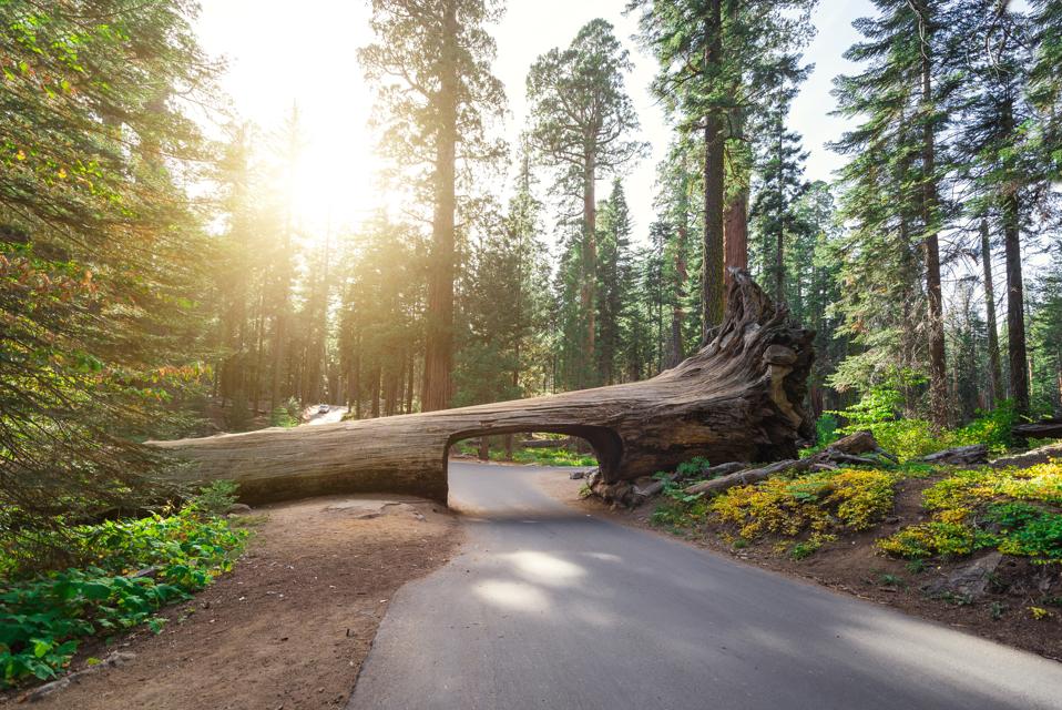 Tunnel Log, Sequoia National Park, USA