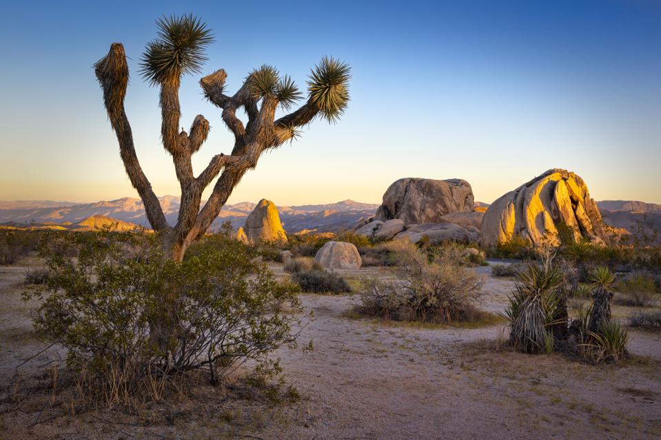 Sun Down at Joshua Tree National Park
