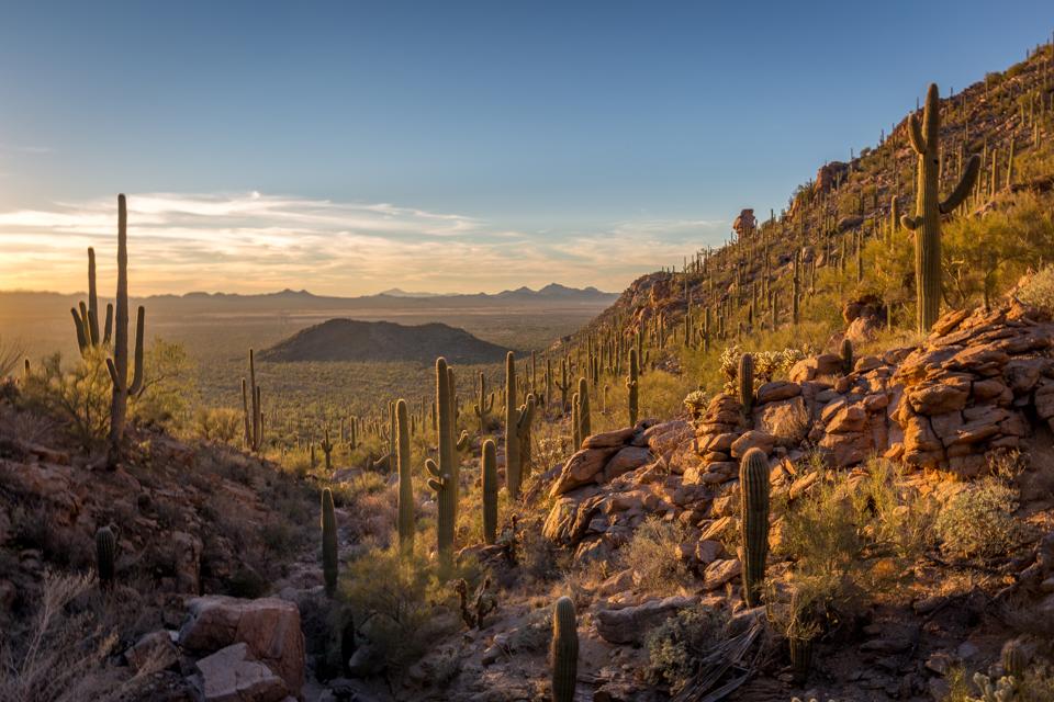 Saguaro Sunset