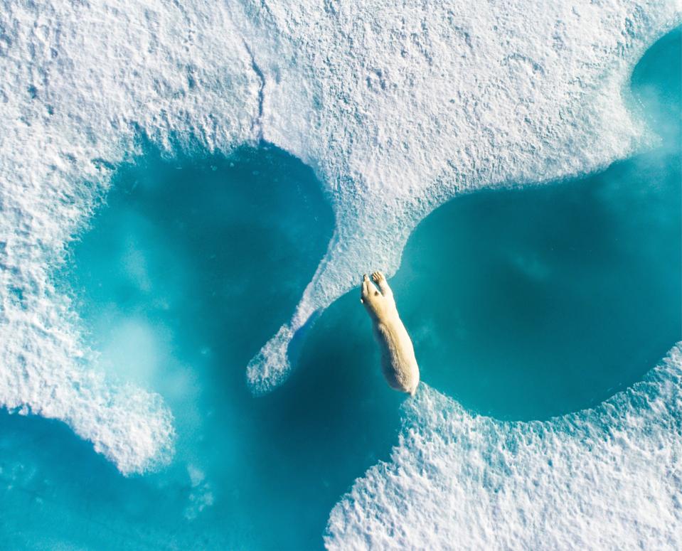 Polar bear on ice, Greenland, Eyes Over the World, Drone Photography