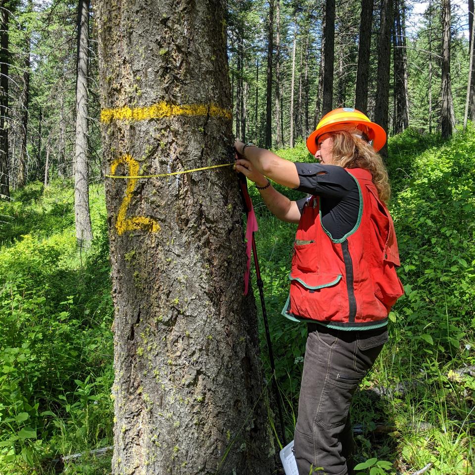 Tina Sentner with carbon offset verifier NSF Certification LLC on the Finite Carbon - Spokane Tribe of Indians Improved Forest Management project, northeast Washington state.