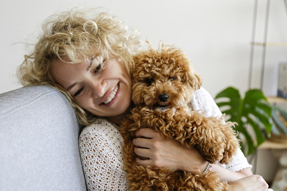 Woman in knitted sweater with her maltipoo poodle.