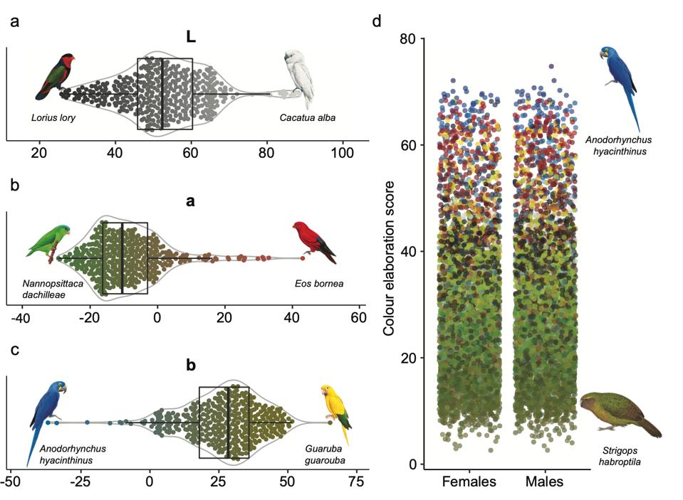 Parrot Plumage Color May Be Linked To Body Size And Climate