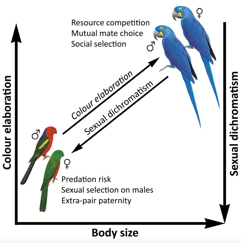 Parrot Plumage Color May Be Linked To Body Size And Climate