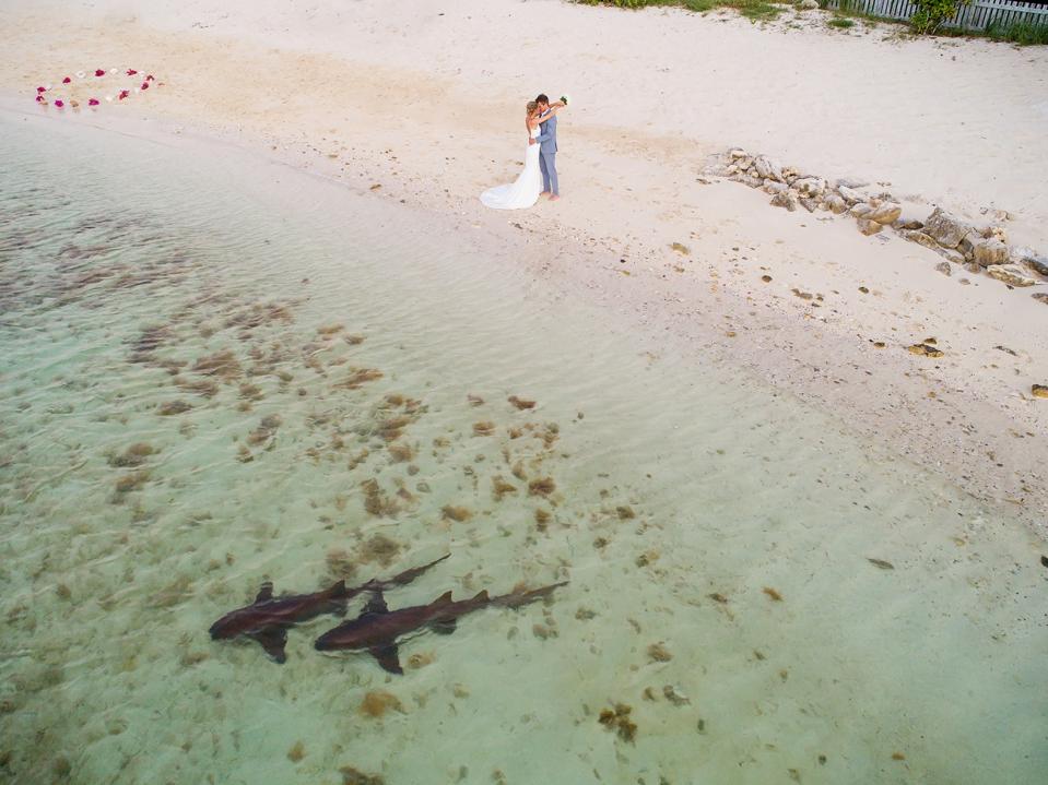 Photo de couple de mariage primé par une plage avec des requins à proximité prise avec un drone