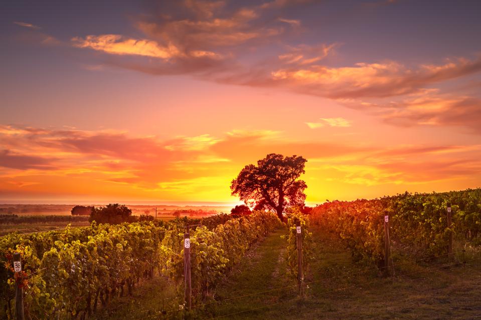 Bolgheri during Sunset with Tree in Background