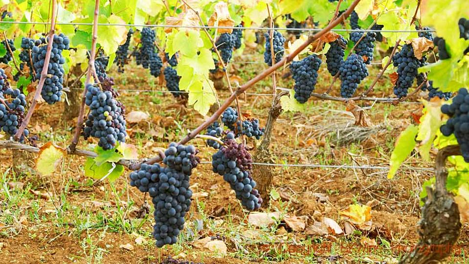 Pinot noir grape bunches in a vineyard in Burgundy just before harvest