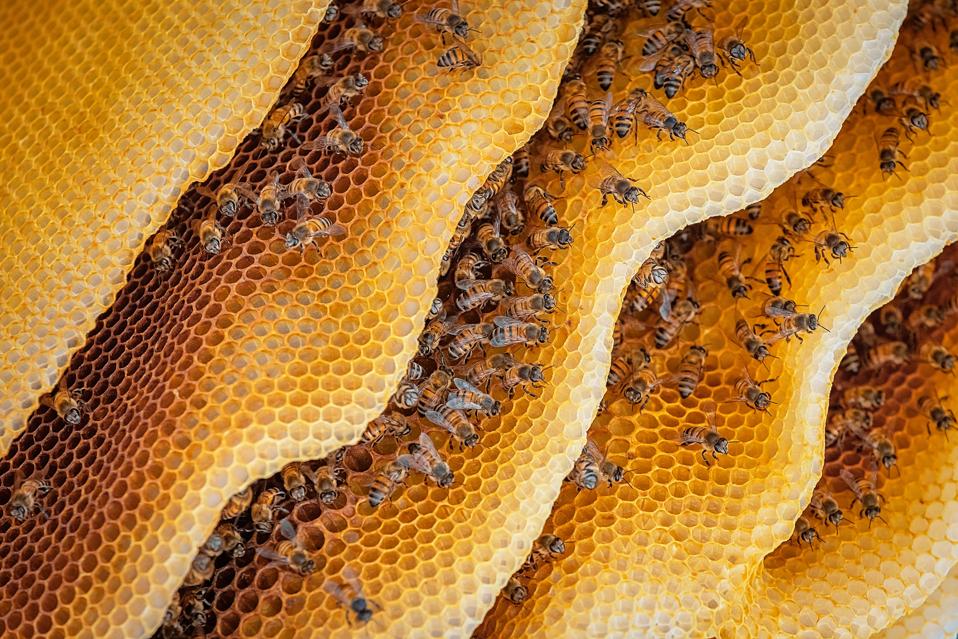 Close-Up Of Honeybees On Hive