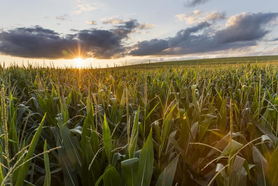 Sunset over the cornfields