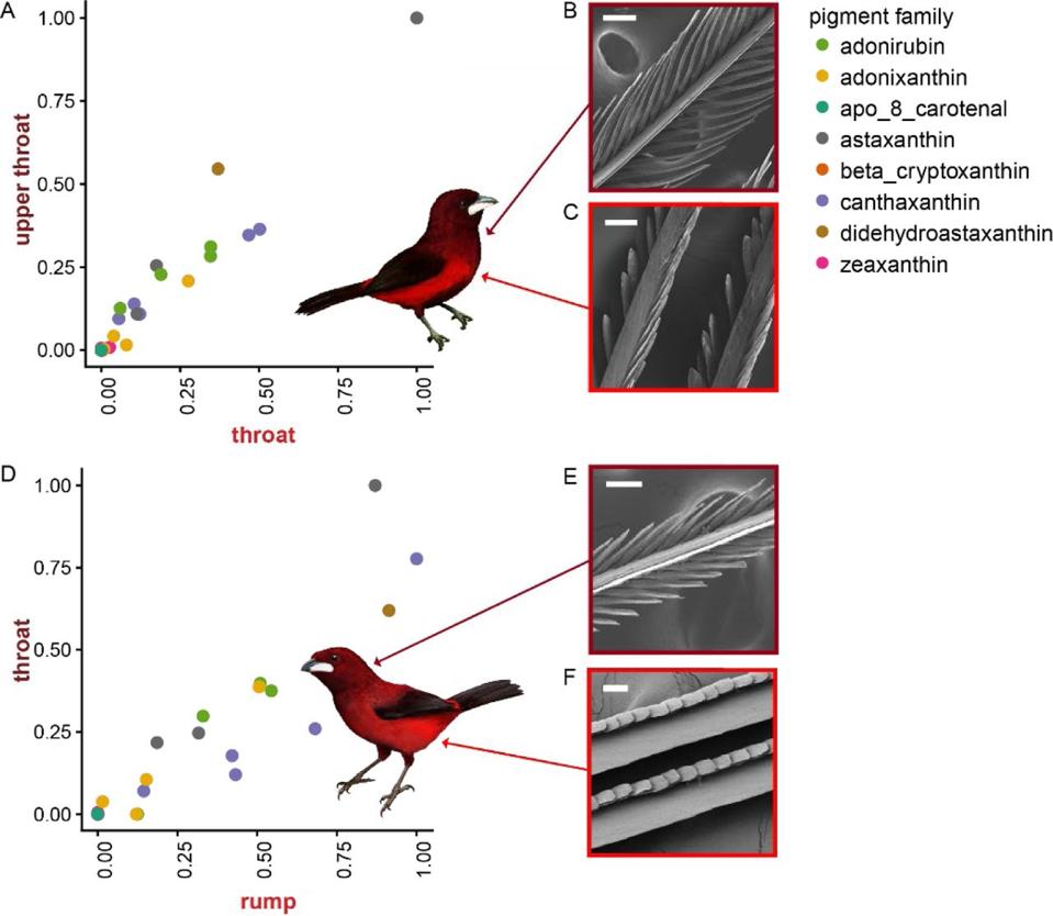 Sensible Superred Feathers Are Created By Extra Than Simply Pigments Usnews Info