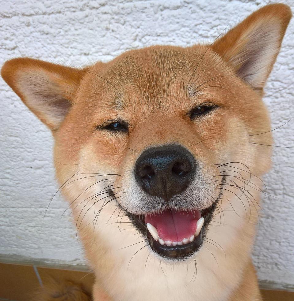 The Best Photos, Finalists For The 2025 Comedy Pet Photography Awards