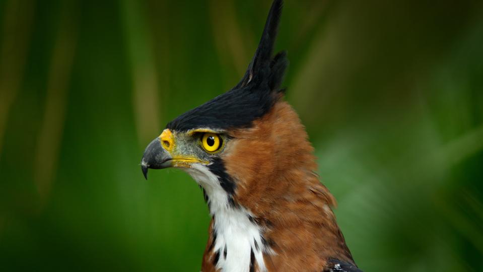 Ornate Hawk-eagle, Spizaetus ornatus,