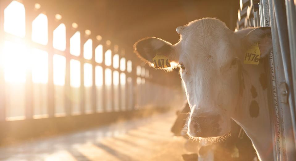 Cow in a dairy at Land o'Lakes