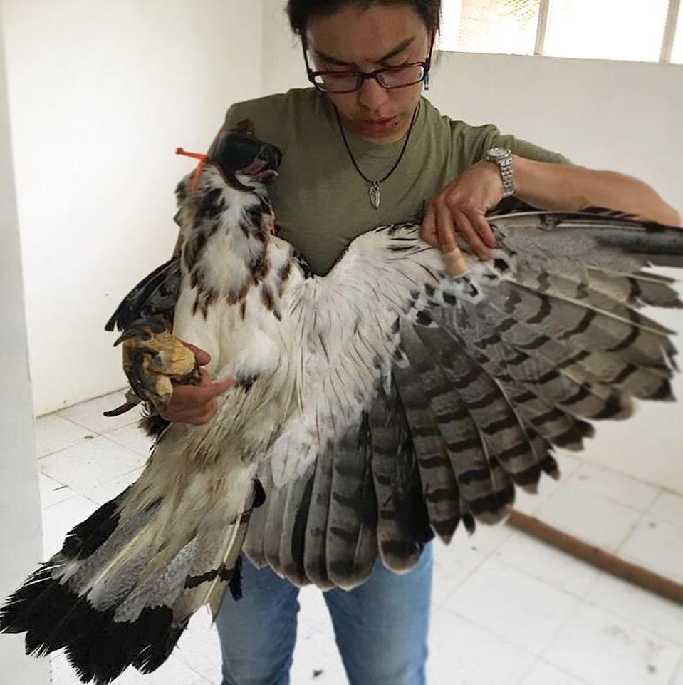 Ana María Morales Cañizares assessing a juvenile black-and-chestnut eagle