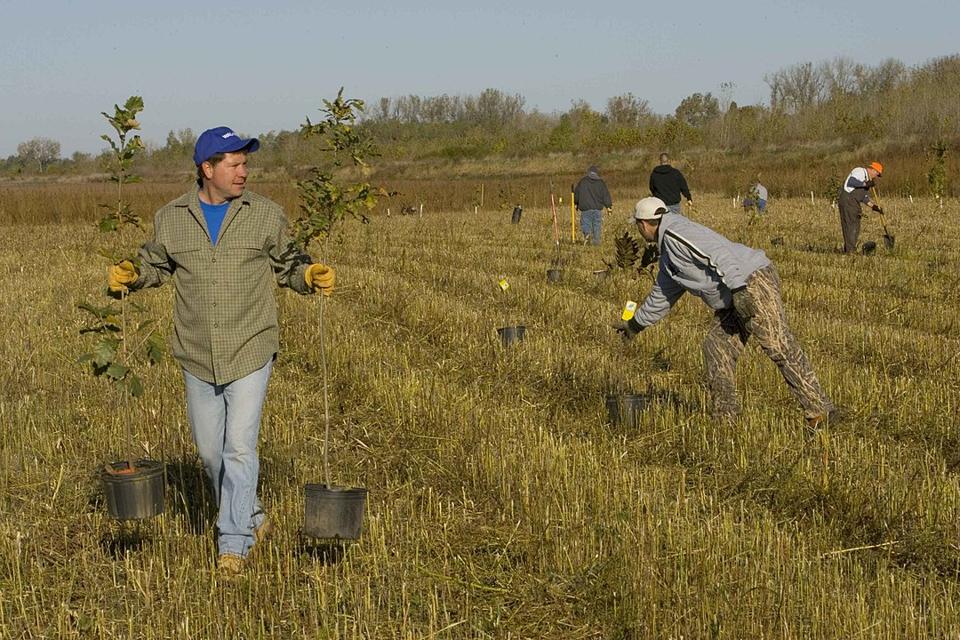 People planting trees