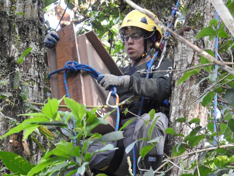 Ana María Morales installing nest boxes for owls in Southern Colombia