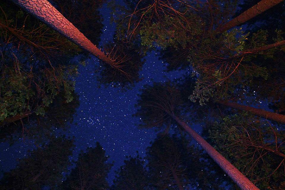 Stars above the towering redwoods in Redwoods National & State Parks