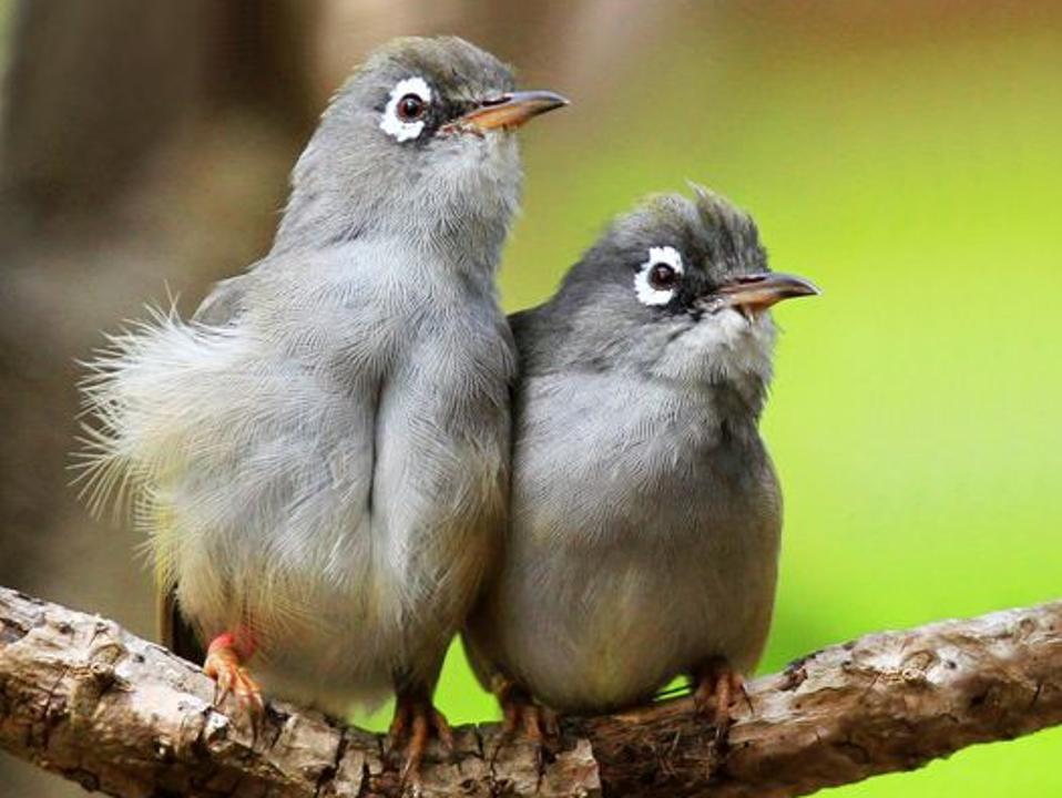 Olive White-eyes (oiseau a lunettes)