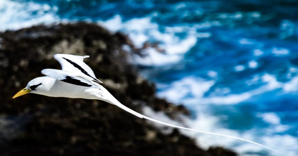 White tailed Tropicbird (Phaethon Lepturus) Ile aux Fouquets