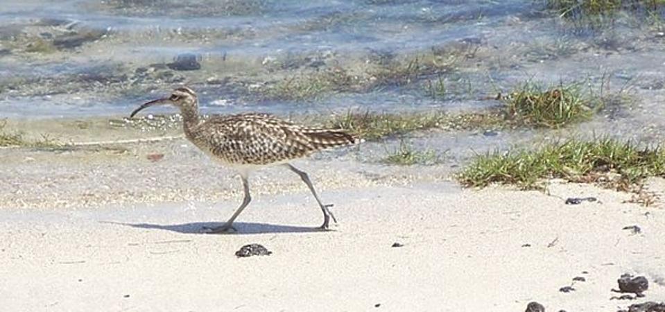 Common Whimbrel at Le Bouchon, next to Ile aux Aigrettes