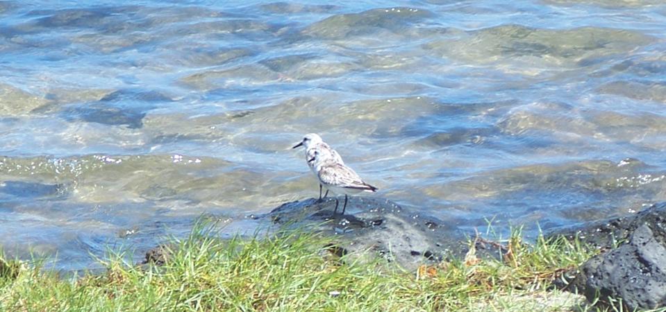 Sanderling seen in Le Bouchon next to Ile aux Aigrettes in May 2020