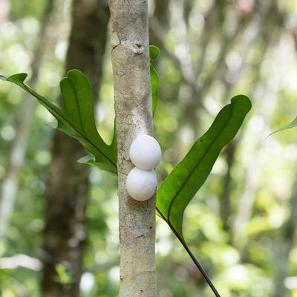 Rare Gunther Gecko Eggs and Nest Sites on Ile aux Aigrettes under supervision of Mauritian Wildlife Foundation