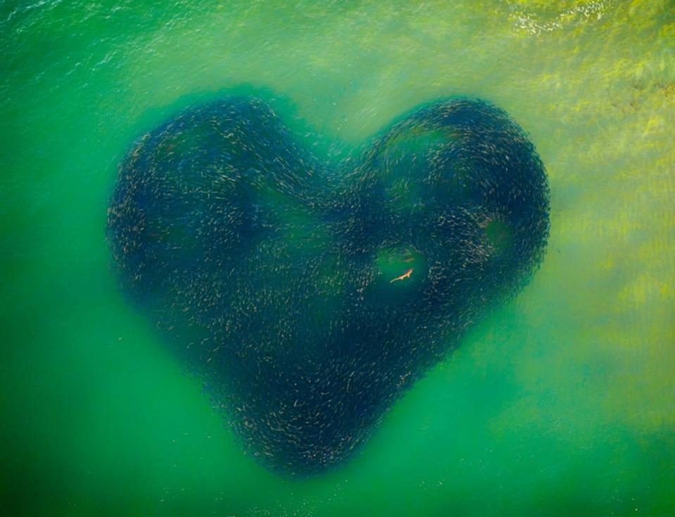 The Best Photos Of Wildlife From Above Stunning Winners Of Drone Awards