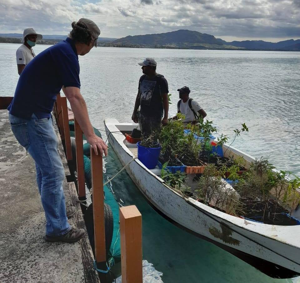 7 Aug 2020: transplanting endemic plants from Ile aux Aigrettes