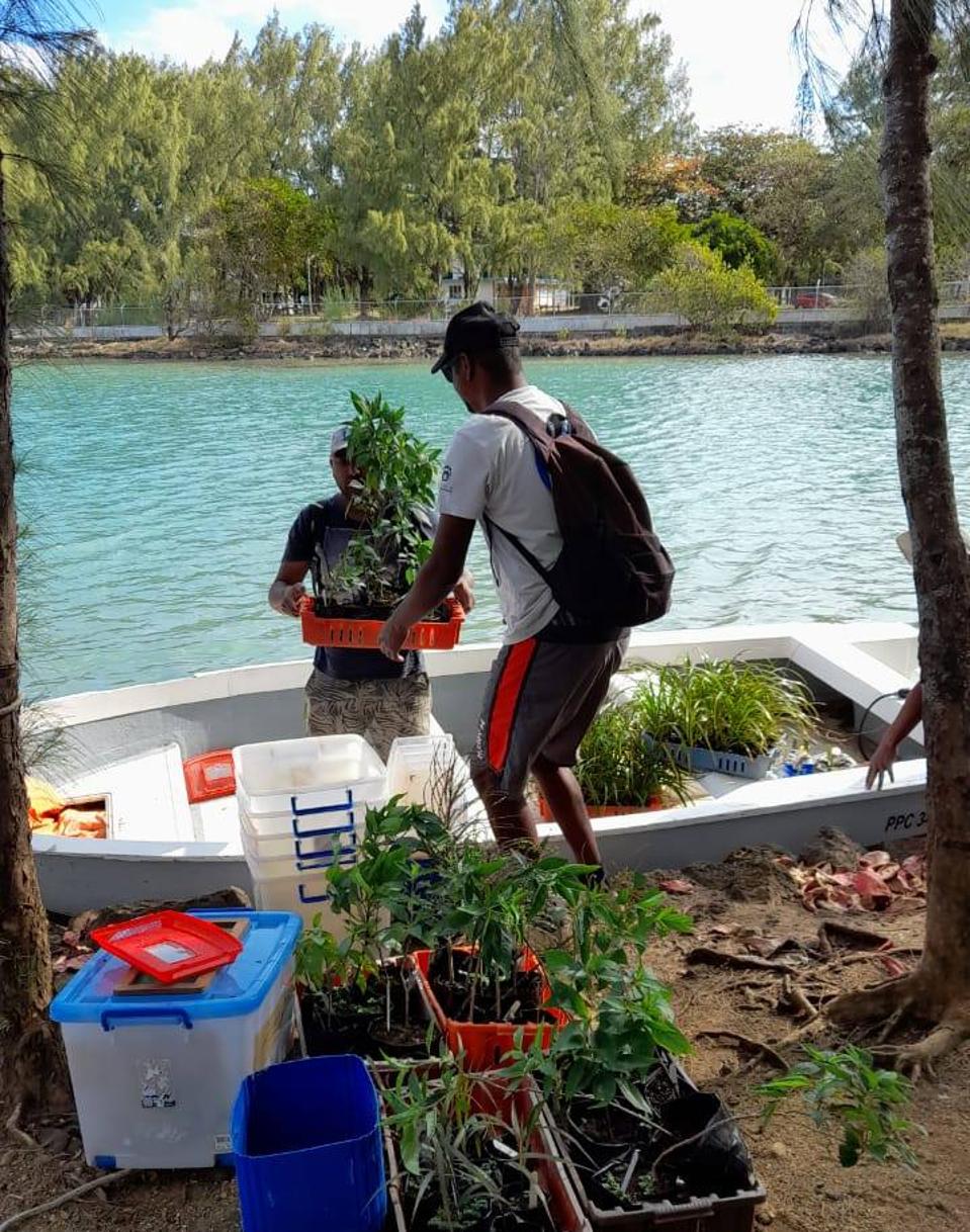 7 Aug 2020: offloading native plants from Ile aux Aigrettes to mainland Mauritius