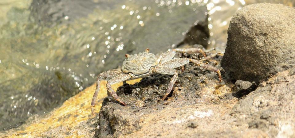 Native species of crab seen at Ile aux Aigrettes. Scientific name Graspus Albolineatus.