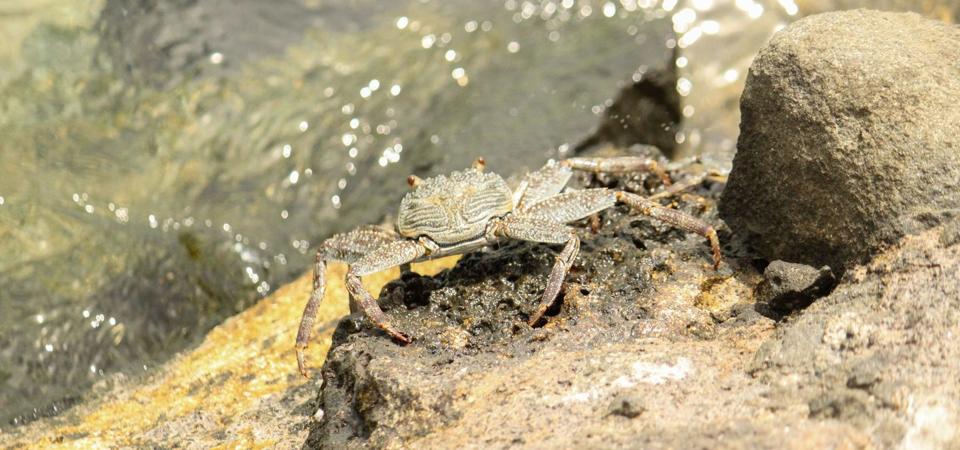 Native species of crab seen at Ile aux Aigrettes.  Scientific name Graspus Albolineatus.