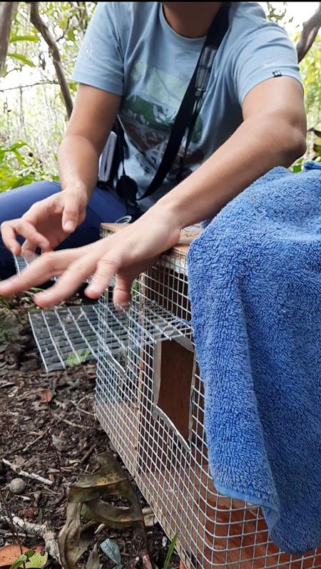 Six animals of the Mauritian Olive White Eye were captured and taken to safety from the oil fumes surrounding Ile aux Aigrettes