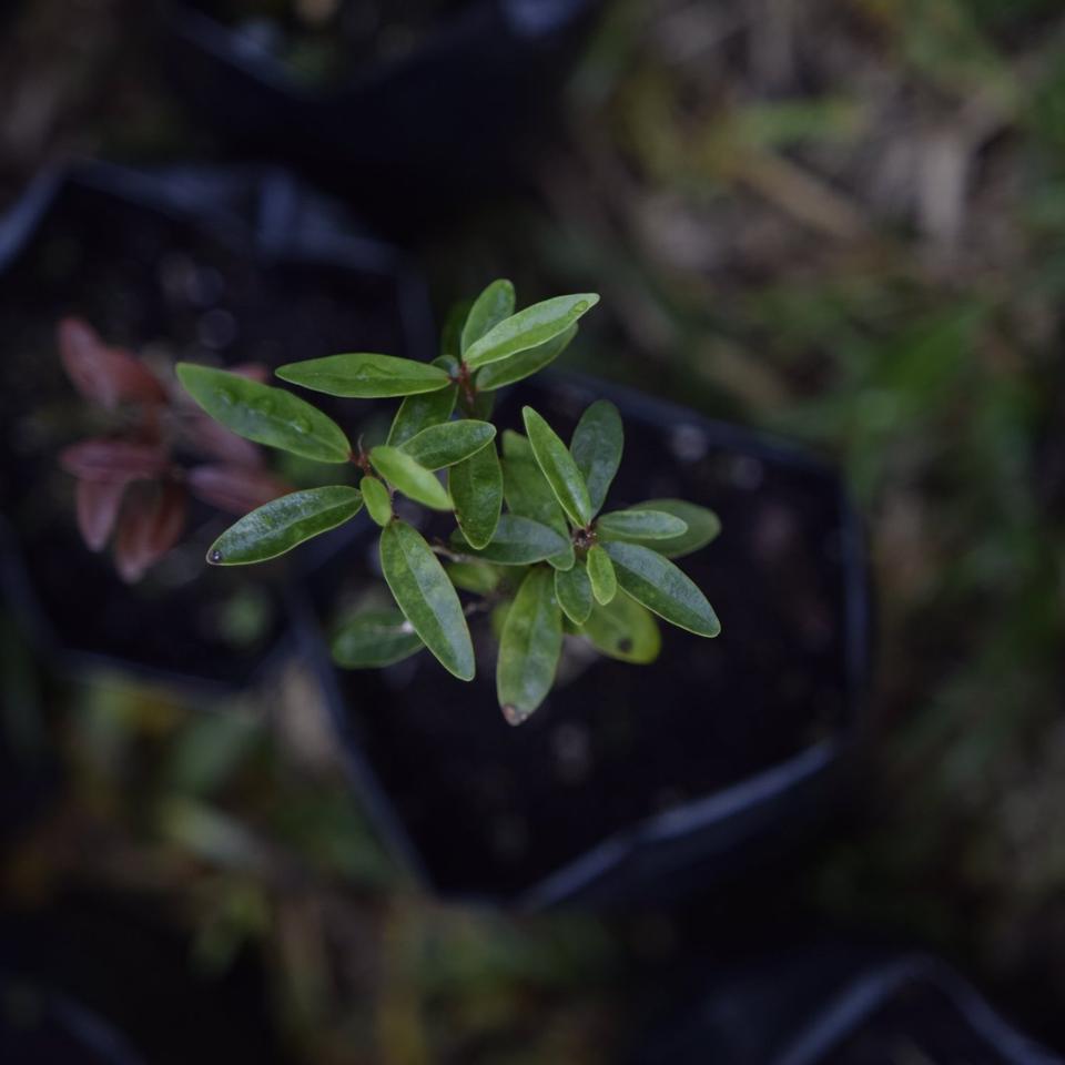 19 Aug 2020: rare, endemic plant of Mauritius having been resoiled following transfer from Ile aux Aigrettes