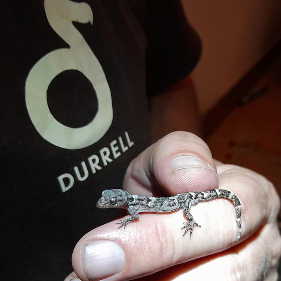 Lesser Night Gecko having been rescued from Mauritius and now in Jersey.  Seen with Dr Nick Cole.