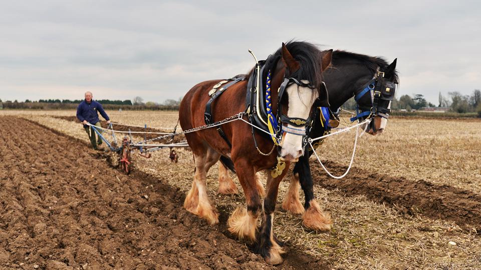 A farmer plows a field behind two horses on a gray day.